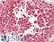Dynein Axonemal Intermediate Chain 2 antibody, LS-B10314, Lifespan Biosciences, Immunohistochemistry frozen image 