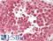 Dynein intermediate chain 2, axonemal antibody, LS-B10314, Lifespan Biosciences, Immunohistochemistry frozen image 