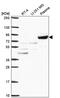 Component Of Oligomeric Golgi Complex 2 antibody, PA5-67442, Invitrogen Antibodies, Western Blot image 