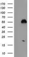 Nucleobindin 1 antibody, LS-C173489, Lifespan Biosciences, Western Blot image 