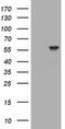 Tripartite Motif Containing 39 antibody, TA505761S, Origene, Western Blot image 