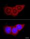 Nucleolin antibody, NB600-241, Novus Biologicals, Immunofluorescence image 