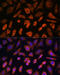 WASP Like Actin Nucleation Promoting Factor antibody, 18-720, ProSci, Immunofluorescence image 