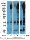 Phosphoserine, Phosphothreonine, Phosphotyrosine antibody, NBP2-77400, Novus Biologicals, Western Blot image 