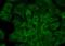Heat Shock Protein 90 Alpha Family Class A Member 1 antibody, SMC-147B-RPE, StressMarq, Immunocytochemistry image 