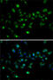 Mortality Factor 4 Like 1 antibody, 22-675, ProSci, Immunofluorescence image 