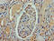 ASH2 Like, Histone Lysine Methyltransferase Complex Subunit antibody, LS-C372221, Lifespan Biosciences, Immunohistochemistry paraffin image 