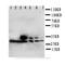 Interferon Regulatory Factor 2 antibody, orb76331, Biorbyt, Western Blot image 