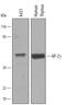 Transcription factor AP-2 gamma antibody, AF5059, R&D Systems, Western Blot image 