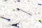 Ezrin antibody, LS-C176014, Lifespan Biosciences, Immunohistochemistry paraffin image 