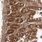 Zinc Finger Protein 649 antibody, NBP1-82288, Novus Biologicals, Immunohistochemistry paraffin image 