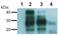 PRP antibody, MA1-10152, Invitrogen Antibodies, Western Blot image 