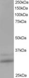 HIV-1 Tat Interactive Protein 2 antibody, LS-C55598, Lifespan Biosciences, Western Blot image 