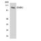 F4/80 antibody, LS-B12080, Lifespan Biosciences, Western Blot image 