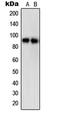Mpf antibody, GTX32268, GeneTex, Western Blot image 