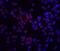 Receptor Interacting Serine/Threonine Kinase 2 antibody, 2075, ProSci, Immunofluorescence image 