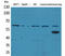 Zinc Finger With KRAB And SCAN Domains 4 antibody, STJ96680, St John