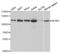 Minichromosome Maintenance Complex Component 6 antibody, abx001595, Abbexa, Western Blot image 