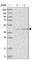 Glycosyltransferase Like Domain Containing 1 antibody, HPA036694, Atlas Antibodies, Western Blot image 