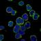 BLNK antibody, HPA038309, Atlas Antibodies, Immunocytochemistry image 