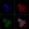 Receptor Accessory Protein 2 antibody, LS-C775955, Lifespan Biosciences, Immunocytochemistry image 