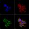 Receptor expression-enhancing protein 2 antibody, LS-C775955, Lifespan Biosciences, Immunocytochemistry image 