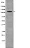 Protein Phosphatase 1 Regulatory Subunit 12A antibody, PA5-64805, Invitrogen Antibodies, Western Blot image 