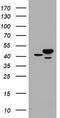Chromobox 8 antibody, TA800491, Origene, Western Blot image 