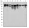 Minichromosome Maintenance Complex Component 2 antibody, GTX60491, GeneTex, Western Blot image 