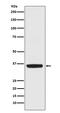 Apurinic/Apyrimidinic Endodeoxyribonuclease 1 antibody, M00627-3, Boster Biological Technology, Western Blot image 