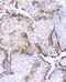 Peptidase Inhibitor 3 antibody, M00364, Boster Biological Technology, Immunohistochemistry frozen image 