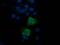 Trafficking Protein Particle Complex 4 antibody, MA5-26162, Invitrogen Antibodies, Immunocytochemistry image 