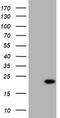 NME/NM23 Nucleoside Diphosphate Kinase 1 antibody, TA801375, Origene, Western Blot image 