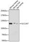 Solute Carrier Family 12 Member 7 antibody, 14-352, ProSci, Western Blot image 