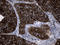 Sirtuin 1 antibody, LS-C792239, Lifespan Biosciences, Immunohistochemistry paraffin image 
