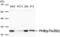 Prohibitin antibody, PA5-37681, Invitrogen Antibodies, Western Blot image 