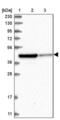 Rhotekin antibody, PA5-56418, Invitrogen Antibodies, Western Blot image 