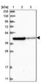 Rhotekin antibody, PA5-56418, Invitrogen Antibodies, Western Blot image 