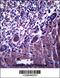 Plexin C1 antibody, 57-132, ProSci, Immunohistochemistry paraffin image 