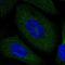 Neurochondrin antibody, NBP1-87901, Novus Biologicals, Immunofluorescence image 