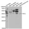 Selectin L antibody, abx001366, Abbexa, Western Blot image 