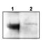 Neurotrophic Receptor Tyrosine Kinase 3 antibody, A02502, Boster Biological Technology, Western Blot image 