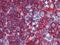 Major Histocompatibility Complex, Class II, DR Alpha antibody, orb43868, Biorbyt, Immunohistochemistry paraffin image 