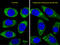 Autophagy Related 16 Like 1 antibody, MBS9208353, MyBioSource, Immunofluorescence image 