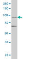 Tripartite Motif Containing 36 antibody, LS-C133774, Lifespan Biosciences, Western Blot image 