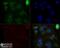 MRE11 Homolog, Double Strand Break Repair Nuclease antibody, NBP2-59677, Novus Biologicals, Immunocytochemistry image 