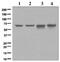 Checkpoint Kinase 2 antibody, ab109413, Abcam, Western Blot image 