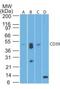 Ectonucleoside Triphosphate Diphosphohydrolase 1 antibody, NBP2-25223, Novus Biologicals, Western Blot image 