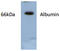 ALB antibody, AP26411AF-N, Origene, Western Blot image 