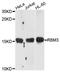 RNA Binding Motif Protein 3 antibody, LS-C334393, Lifespan Biosciences, Western Blot image 